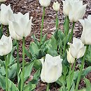 Tulipa Moniuszko
