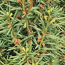 Taxus ×media Profesor Kobendza