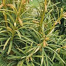 Taxus baccata Aurea Rogów