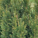 Taxus baccata Hoseri