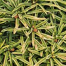 Taxus ×media Krzysztof