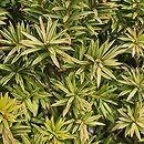 Taxus ×media Katyń