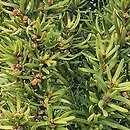 Taxus ×media Książę