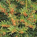Taxus baccata Goplana