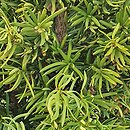 Taxus ×media Oliwka