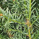 Taxus ×media Komsta1