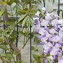 Wisteria floribunda Ludwik Lawin