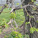 Liquidambar styraciflua Burgundy