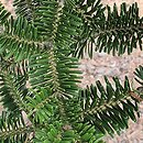 Abies homolepis (jodła nikkońska)