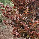 Fagus sylvatica s.str. Purpurea Nana
