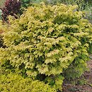 Chamaecyparis obtusa Kerdalo