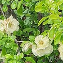 Chaenomeles speciosa Kinshiden