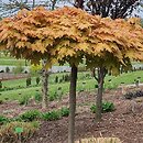 Acer platanoides Golden Globe