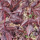 Astilbe Chocolate Shogun