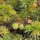 Juniperus rigida var. conferta Golden Wings