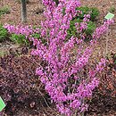 Cercis chinensis Avondale