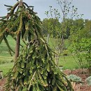Picea abies Bohemica Sorbet