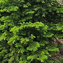 Abies sachalinensis var. mayriana (jodła sachalińska odm. Mayra)
