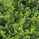 Picea abies Will's Zwerg