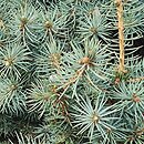 Picea pungens Mecky