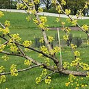 Ginkgo biloba Beijing Gold