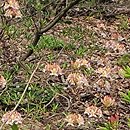 Rhododendron hort. Quadricolor