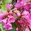 Bergenia cordifolia Rotblum