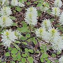 Fothergilla ×intermedia KLMtwo