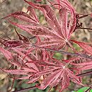 Acer palmatum Gwen's Rose Delight