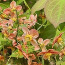 Epimedium pubigerum Orangekönigin