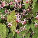 Epimedium Pink Elf