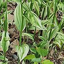 Disporum sessile cv. Variegatum (parnik wspaniały)