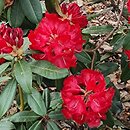 Rhododendron hort. Halfdan Lem