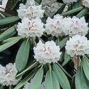 Rhododendron hort. Great Dane