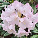 Rhododendron argyrophyllum ssp. nankingense (różanecznik srebrnolistny nankiński)