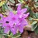 Rhododendron hort. Frosthexe