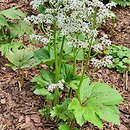 Mukdenia rossii (mukdenia Rossa)