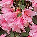 Rhododendron hort. Wee Bee