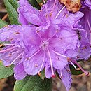Rhododendron hort. Ramapo