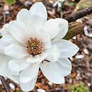 Magnolia Mag's Pirouette