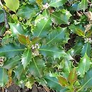 Ilex ×meserveae Blue Angel