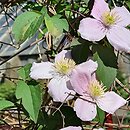 Clematis montana ssp. rubens var. rubens (powojnik górski odm. czerwona)