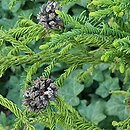 Cryptomeria japonica Rasen