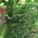 Cryptomeria japonica Cristata