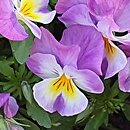 Viola ×williamsii Deltini Rose Pink