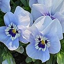 Viola ×williamsii Delft