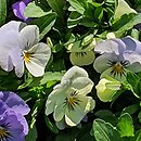Viola ×williamsii YTT