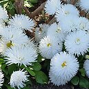 Bellis perennis Habanera White
