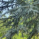 Cedrus atlantica Glauca
