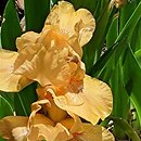 Iris hort. Cavort